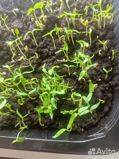 Рассада перец жгучий