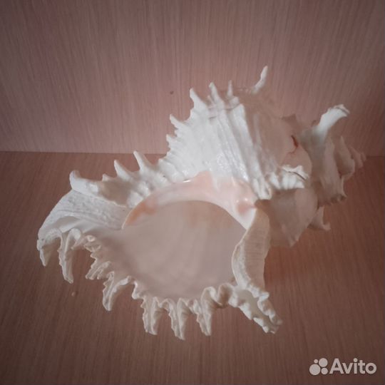 Ракушка-сувенир