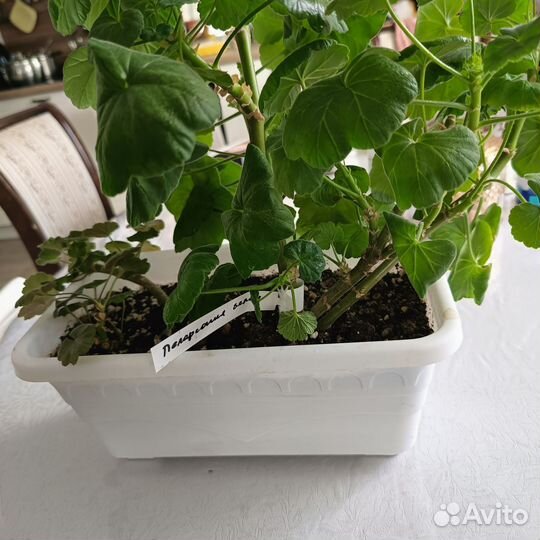 Пеларгония в ящиках