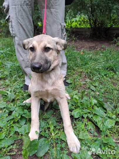 Девочка в добрые руки