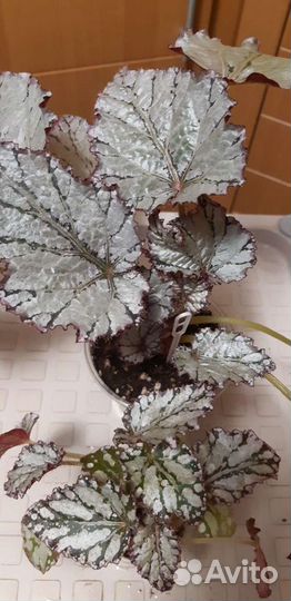 Бегония декоративно лиственная