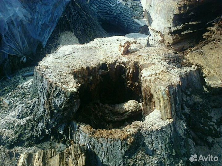 Спил деревьев по частям любой сложности