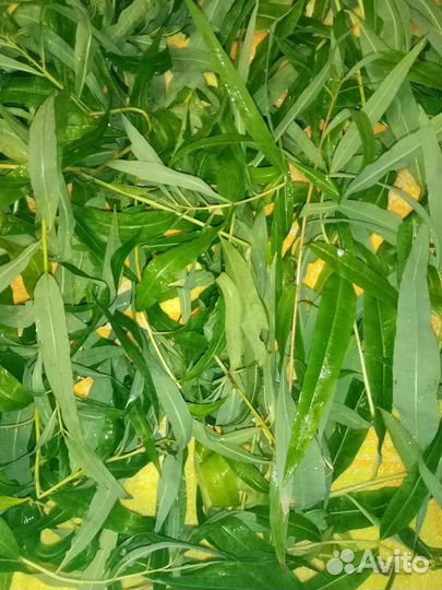 Иван-чай ферментированный сбор 2023 года - Сургут