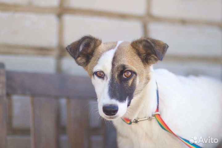 В добрые руки