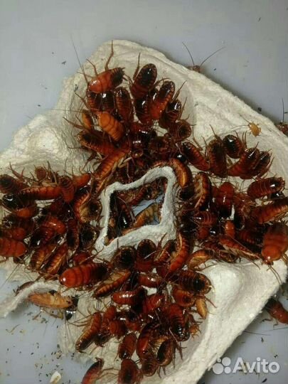 Туркменские, Мраморные, Мадагаскарские тараканы