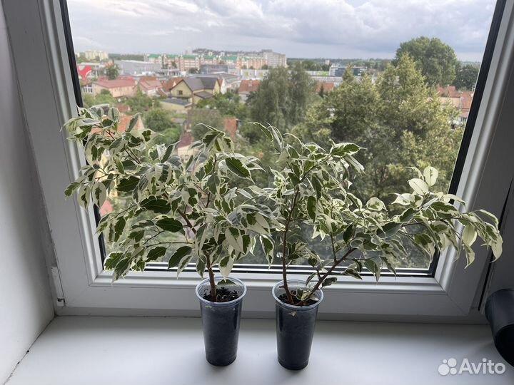 Фикус твилайт