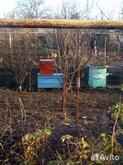 Домашний бройлер, яйцо