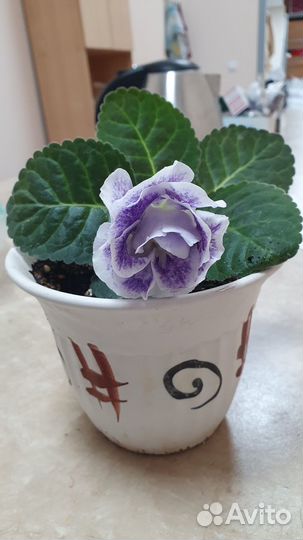 Глоксиньи на срез)