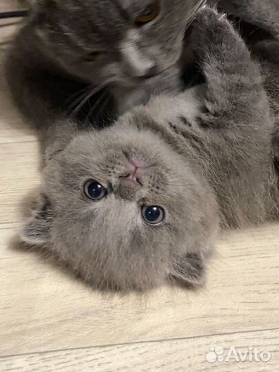 Шотландские котята