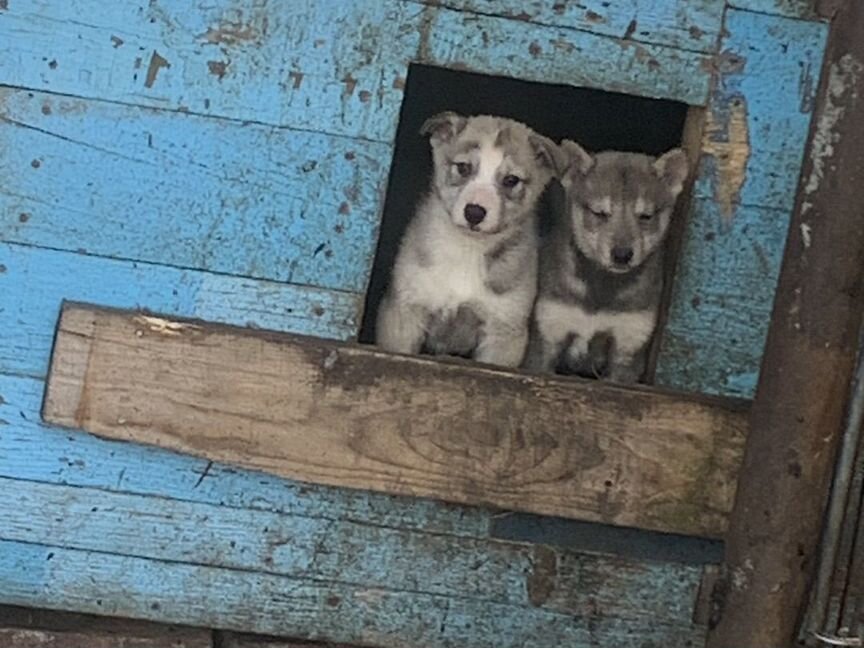 Щенки волкособа