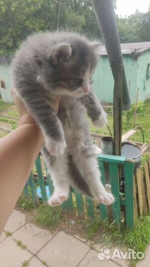 Кошка в дар бесплатно