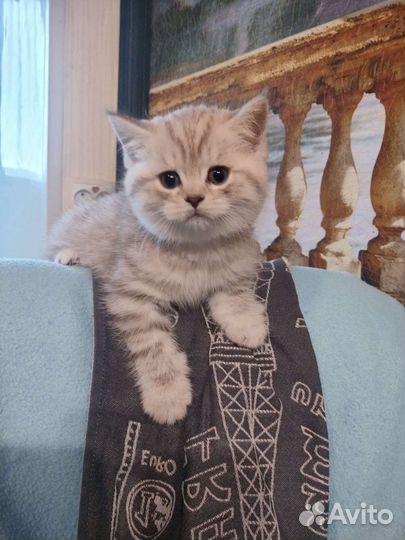 Шотландские котята