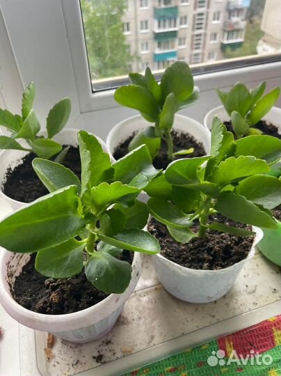 Большие отростки каланхоэ