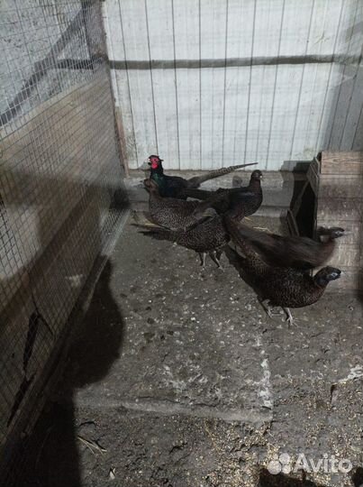 Молодняк румынского фазана