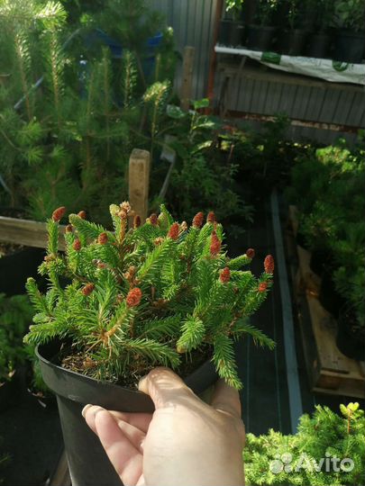 Ель Пуш, Акрокона, Ридал, Круента