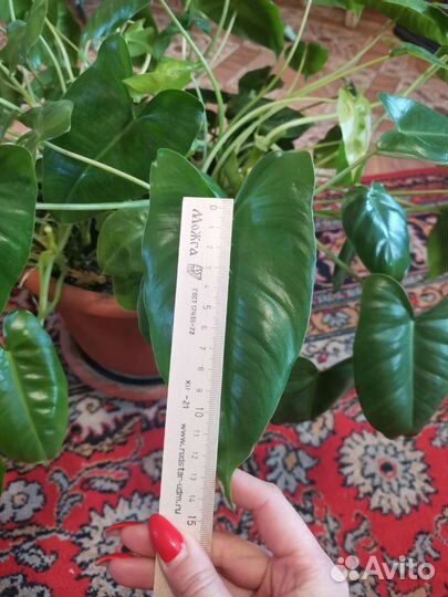 Филодендрон