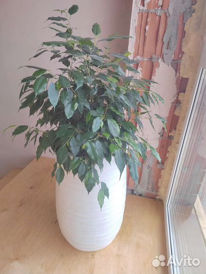 Фикус бенджамина красавец