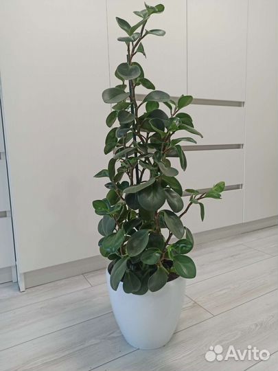 Комнатные растения, декоративно-лиственные