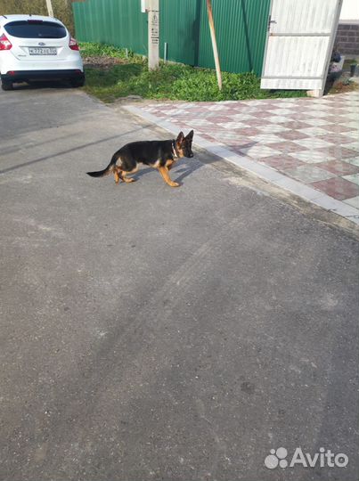 Передержка для собак