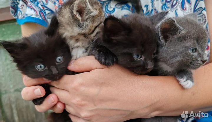 Котята