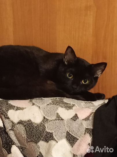 Кошечка 