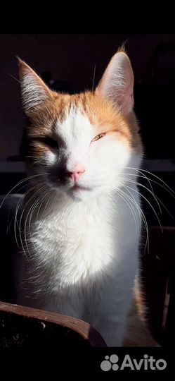 Кошки в добрые руки
