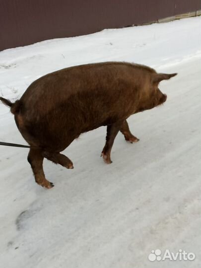 Кабан на племя