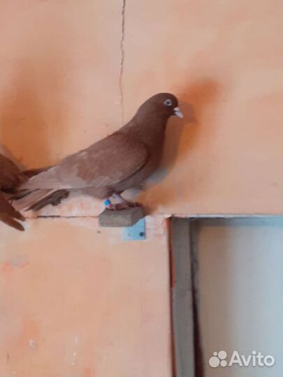 Продажа голубей