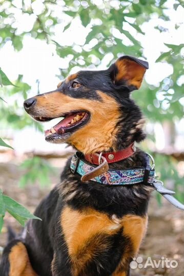 Собака-мечта из приюта