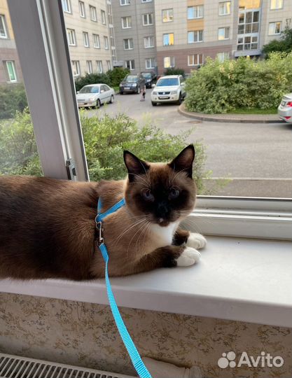 Котик в добрые руки