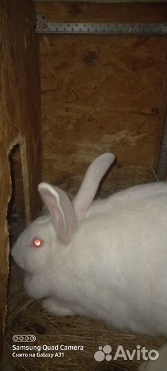 Котные самки хиколь