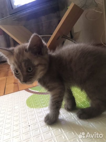 Кошка