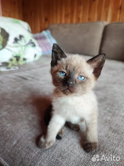 Тайские котята