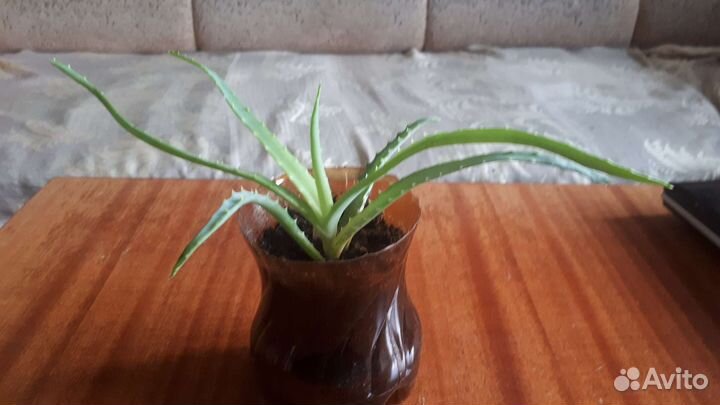 Алоэ лечебный