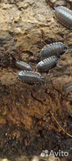 Мокрицы Trachelipus caucasius