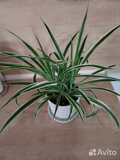 Хлорофитум хохлатый