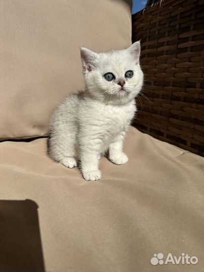 Шиншилловые котята
