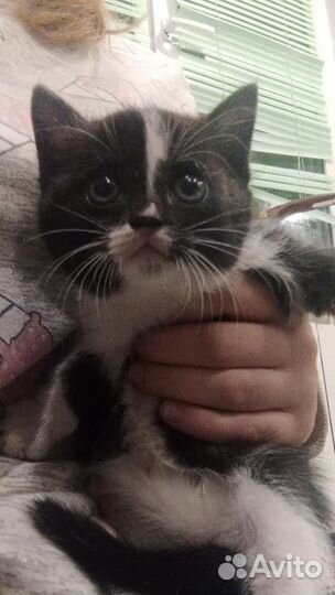 Котята в добрые руки бесплатно девочка