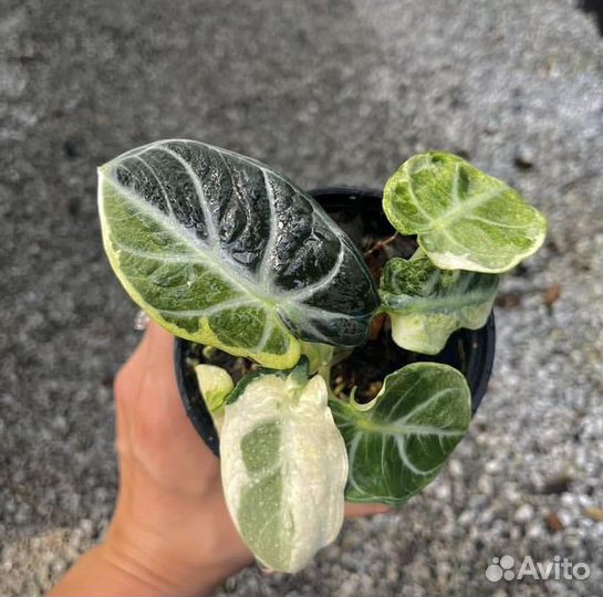 Алоказия блэк вельвет вариегатная