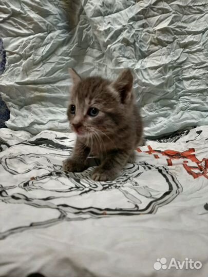 Кроха ищет дом