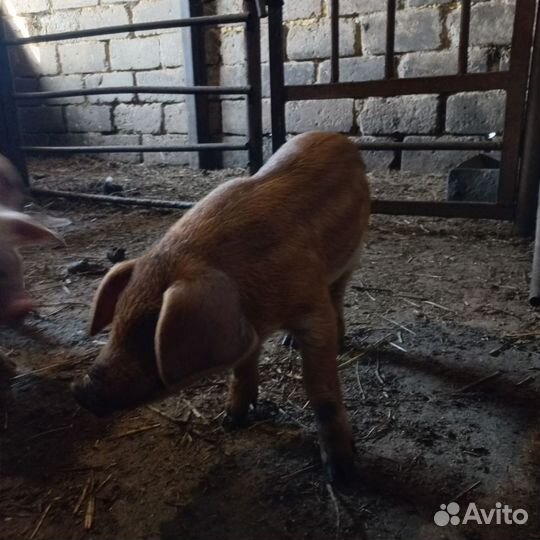 Поросята