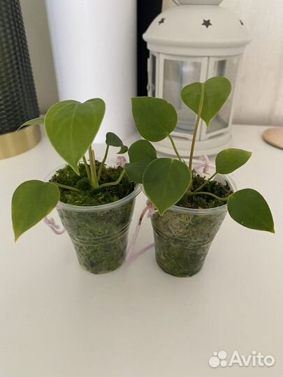 Антуриум Шафран