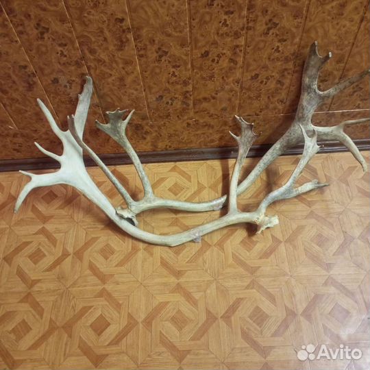 Рога оленя разные, шкурка Оленя и Норка