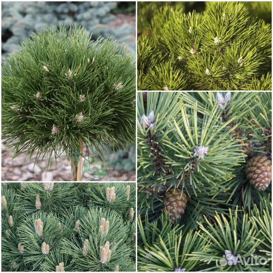 Сосна чёрная Хорнибрукиана на штамбе