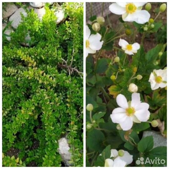 Жимолость шапочная, ромашка,традеск,бирючина, клер