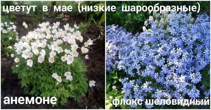 Многолетние садовые цветы