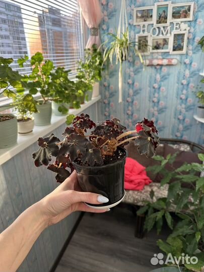 Бегония эписция