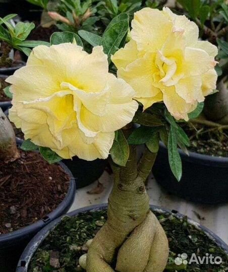 Адениум(Adenium)роза пустыни