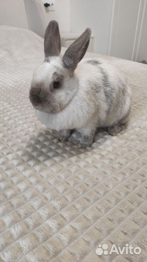 Декоративный кролик с клеткой