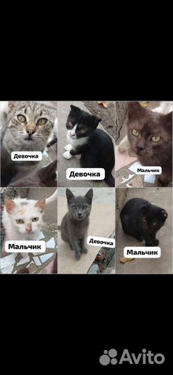 Котята в добрые руки